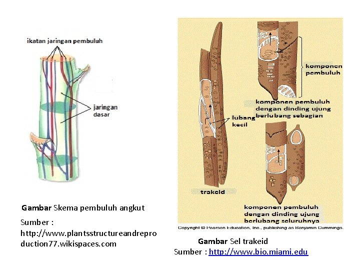 Gambar Skema pembuluh angkut Sumber : http: //www. plantsstructureandrepro duction 77. wikispaces. com Gambar