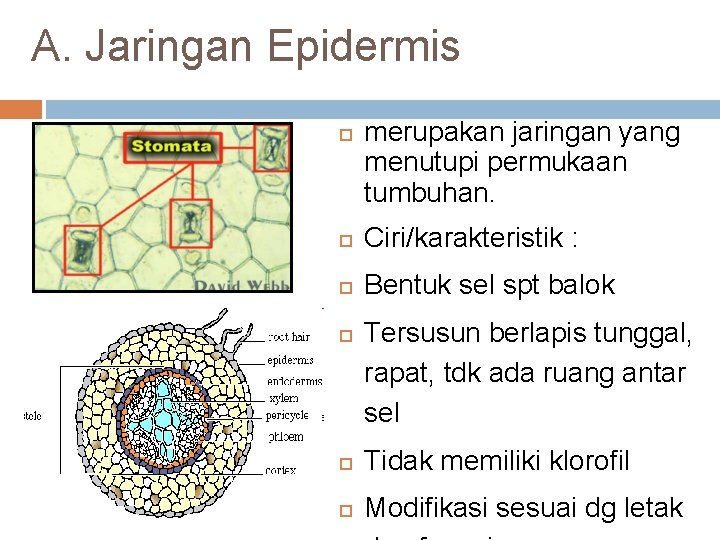 A. Jaringan Epidermis merupakan jaringan yang menutupi permukaan tumbuhan. Ciri/karakteristik : Bentuk sel spt