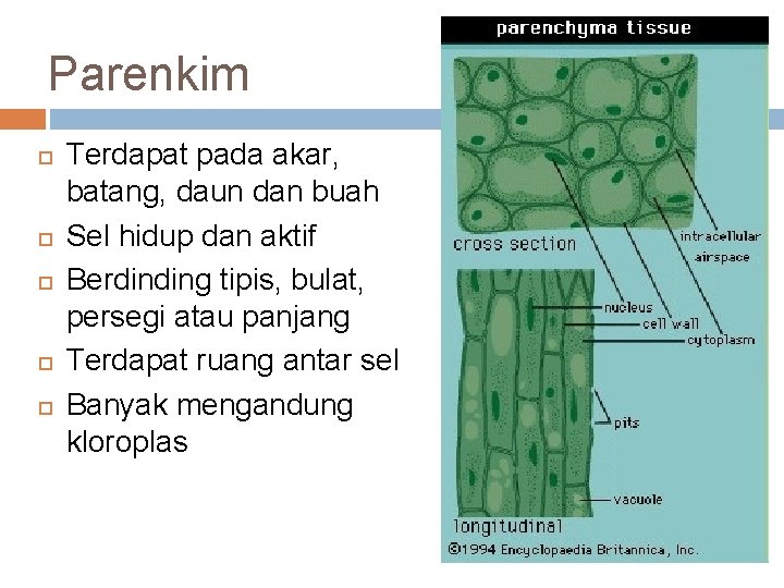 Parenkim Terdapat pada akar, batang, daun dan buah Sel hidup dan aktif Berdinding tipis,