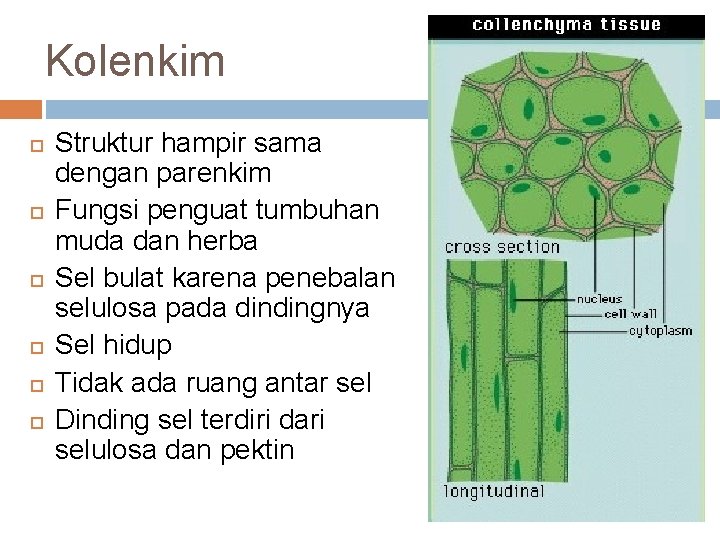 Kolenkim Struktur hampir sama dengan parenkim Fungsi penguat tumbuhan muda dan herba Sel bulat