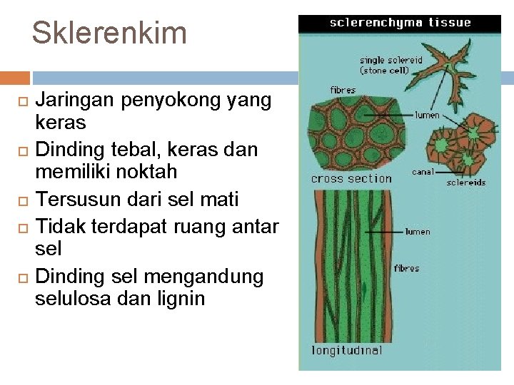 Sklerenkim Jaringan penyokong yang keras Dinding tebal, keras dan memiliki noktah Tersusun dari sel