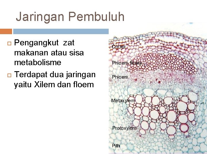 Jaringan Pembuluh Pengangkut zat makanan atau sisa metabolisme Terdapat dua jaringan yaitu Xilem dan