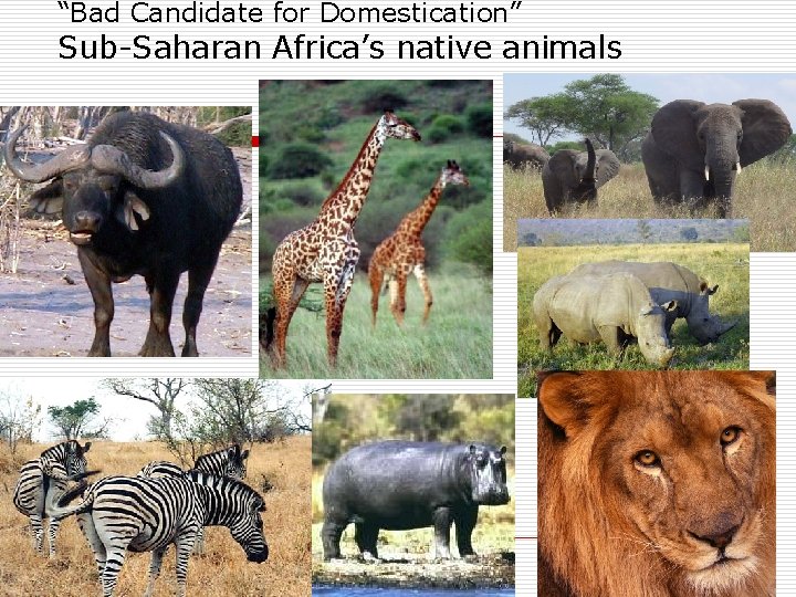 “Bad Candidate for Domestication” Sub-Saharan Africa’s native animals 