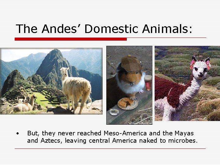 The Andes’ Domestic Animals: • But, they never reached Meso-America and the Mayas and