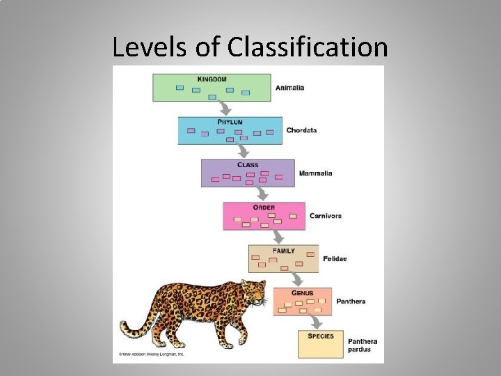 Levels of Classification 