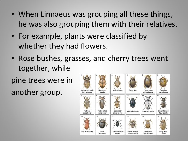  • When Linnaeus was grouping all these things, he was also grouping them