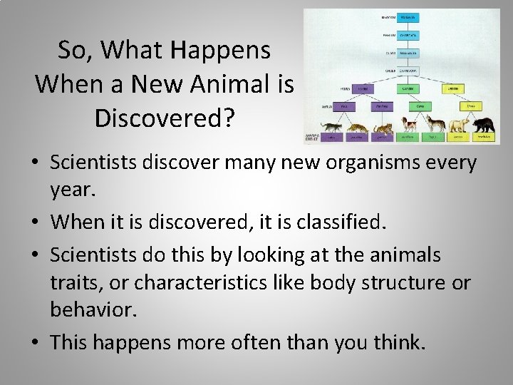 So, What Happens When a New Animal is Discovered? • Scientists discover many new