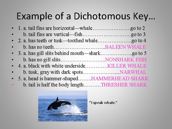 Example of a Dichotomous Key… • • • 1. a. tail fins are horizontal—whale………………….