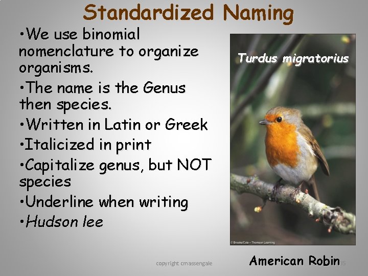 Standardized Naming • We use binomial nomenclature to organize organisms. • The name is