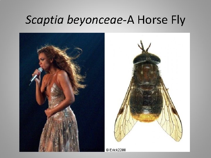 Scaptia beyonceae-A Horse Fly 