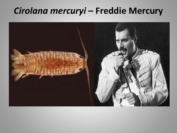 Cirolana mercuryi – Freddie Mercury 