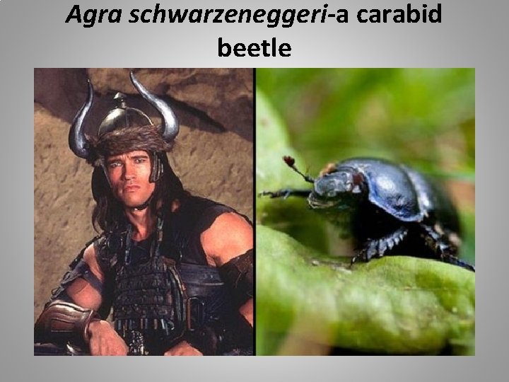 Agra schwarzeneggeri-a carabid beetle 