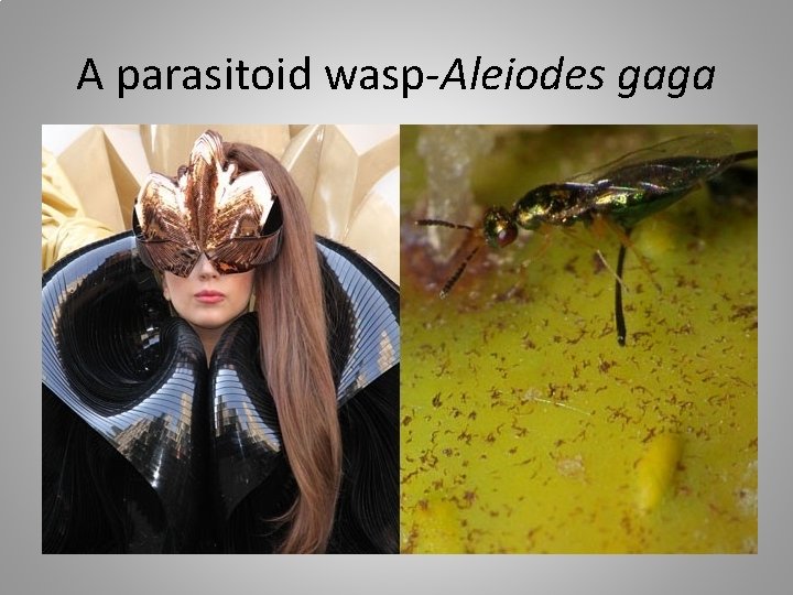 A parasitoid wasp-Aleiodes gaga 