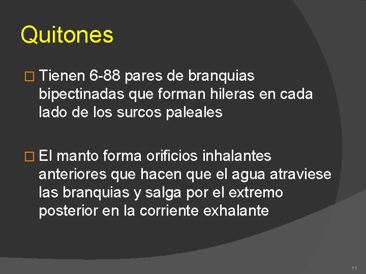 Quitones � Tienen 6 -88 pares de branquias bipectinadas que forman hileras en cada