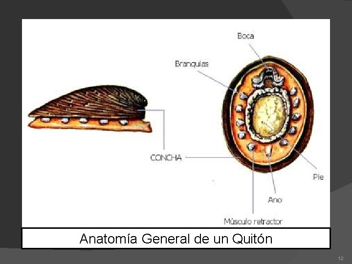 Anatomía General de un Quitón 12 