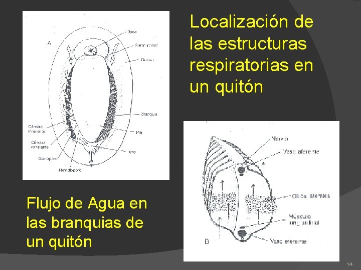 Localización de las estructuras respiratorias en un quitón Flujo de Agua en las branquias