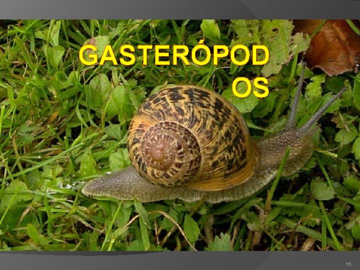 GASTERÓPOD OS 15 