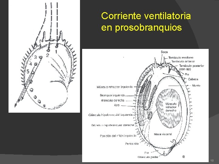 Corriente ventilatoria en prosobranquios 18 