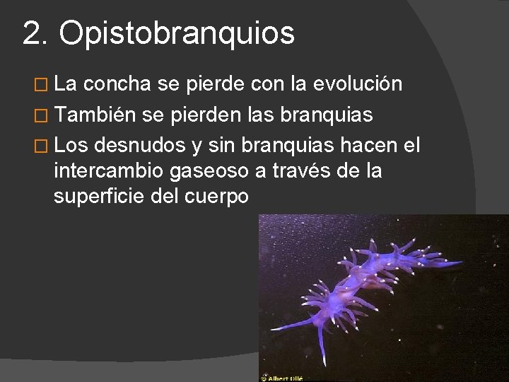 2. Opistobranquios � La concha se pierde con la evolución � También se pierden