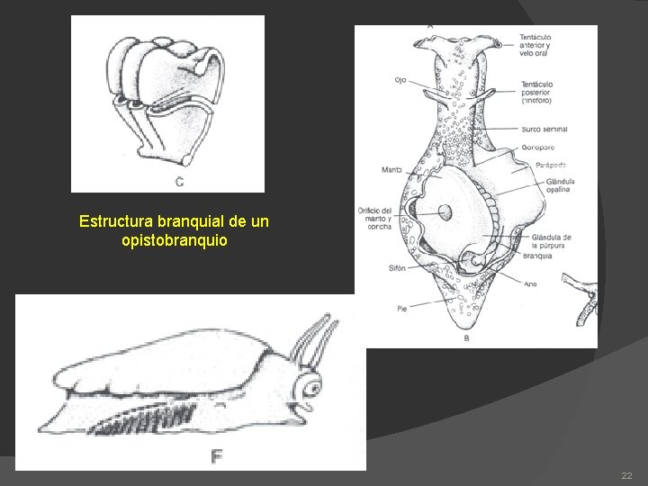 Estructura branquial de un opistobranquio 22 