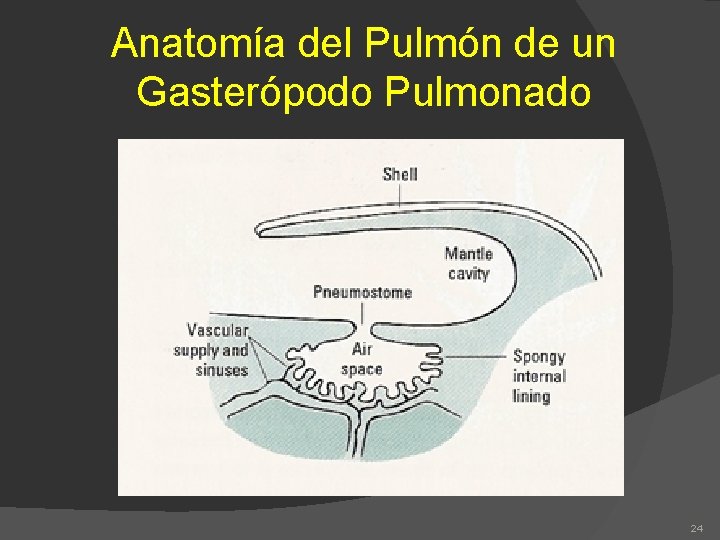 Anatomía del Pulmón de un Gasterópodo Pulmonado 24 
