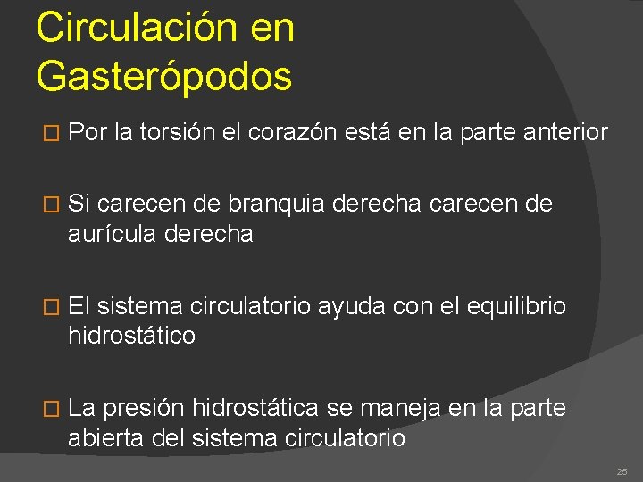 Circulación en Gasterópodos � Por la torsión el corazón está en la parte anterior