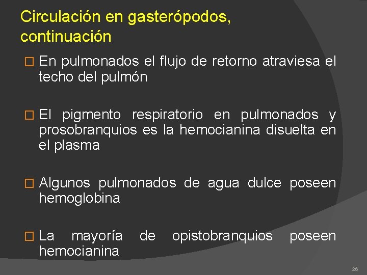 Circulación en gasterópodos, continuación � En pulmonados el flujo de retorno atraviesa el techo