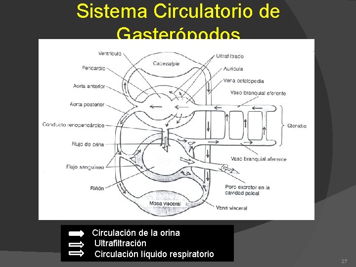 Sistema Circulatorio de Gasterópodos Circulación de la orina Ultrafiltración Circulación líquido respiratorio 27 