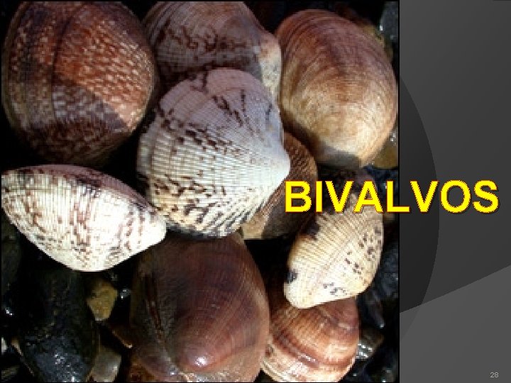 BIVALVOS 28 