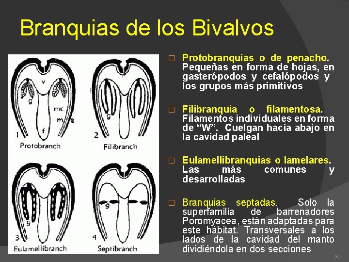 Branquias de los Bivalvos � Protobranquias o de penacho. Pequeñas en forma de hojas,