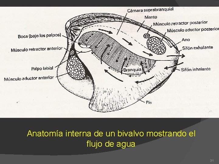 Anatomía interna de un bivalvo mostrando el flujo de agua 31 