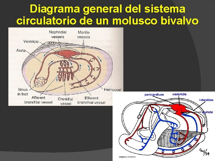 Diagrama general del sistema circulatorio de un molusco bivalvo 33 