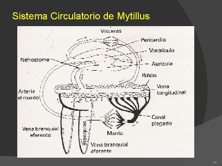 Sistema Circulatorio de Mytillus 35 