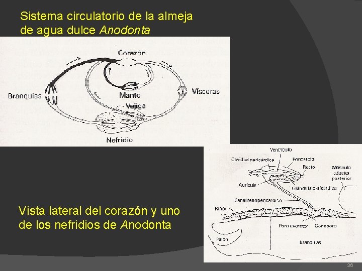 Sistema circulatorio de la almeja de agua dulce Anodonta Vista lateral del corazón y