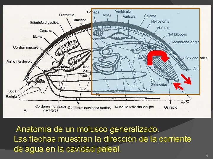 Anatomía de un molusco generalizado. Las flechas muestran la dirección de la corriente de