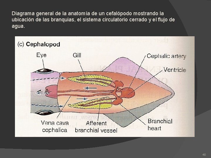 Diagrama general de la anatomía de un cefalópodo mostrando la ubicación de las branquias,