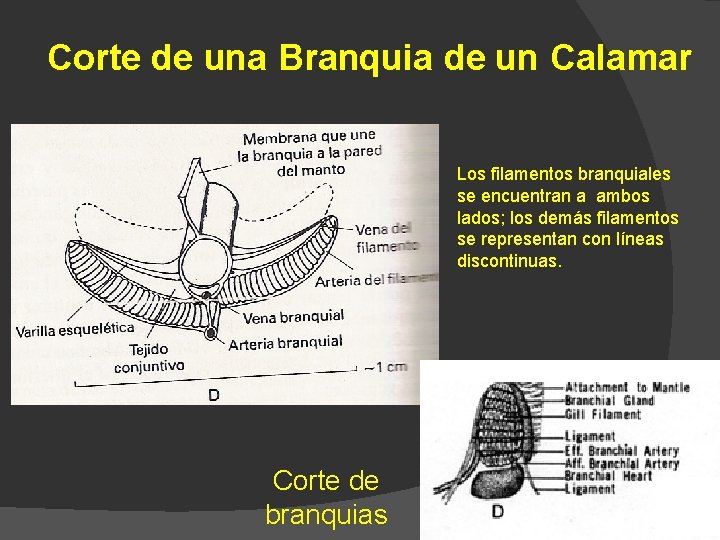 Corte de una Branquia de un Calamar Los filamentos branquiales se encuentran a ambos