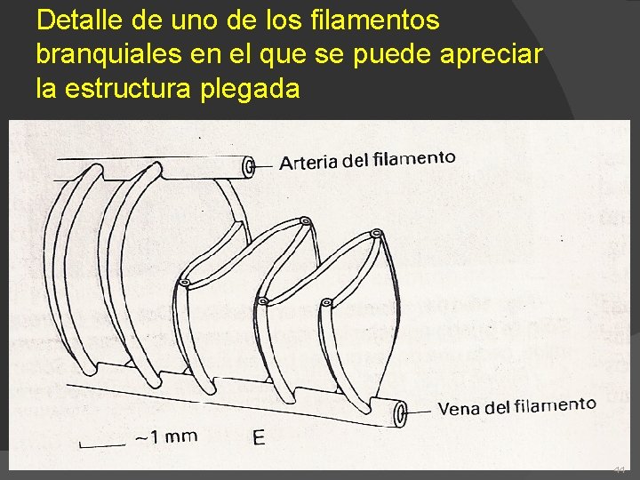 Detalle de uno de los filamentos branquiales en el que se puede apreciar la