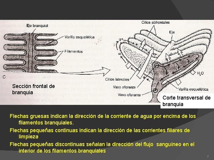 Sección frontal de branquia Corte transversal de branquia Flechas gruesas indican la dirección de