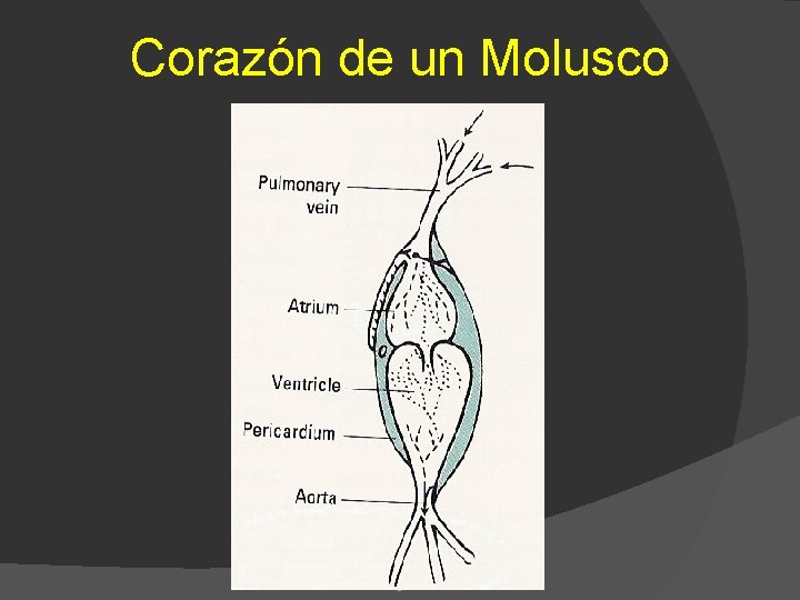 Corazón de un Molusco 8 