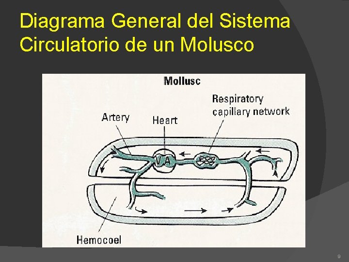 Diagrama General del Sistema Circulatorio de un Molusco 9 