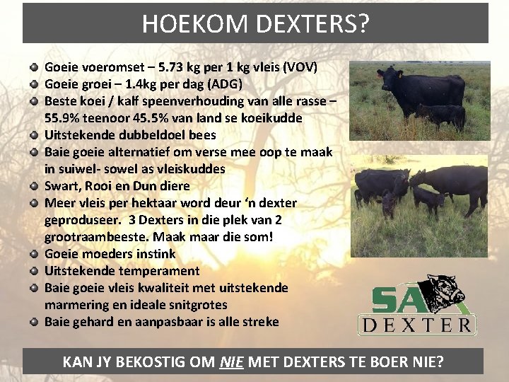 HOEKOM DEXTERS? Goeie voeromset – 5. 73 kg per 1 kg vleis (VOV) Goeie