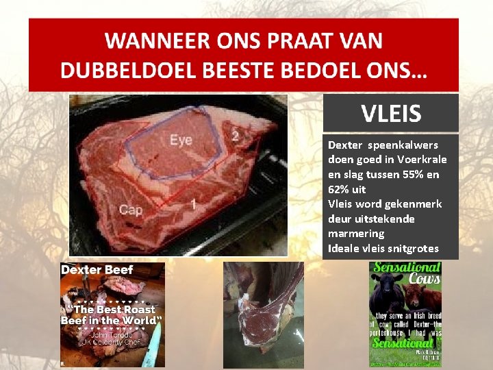 Dexter speenkalwers doen goed in Voerkrale en slag tussen 55% en 62% uit Vleis