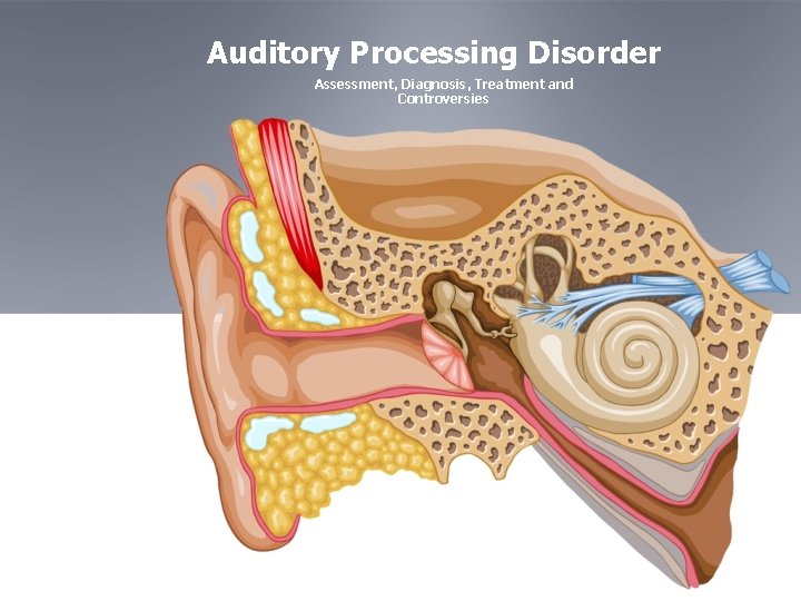 Auditory Processing Disorder Assessment, Diagnosis, Treatment and Controversies 