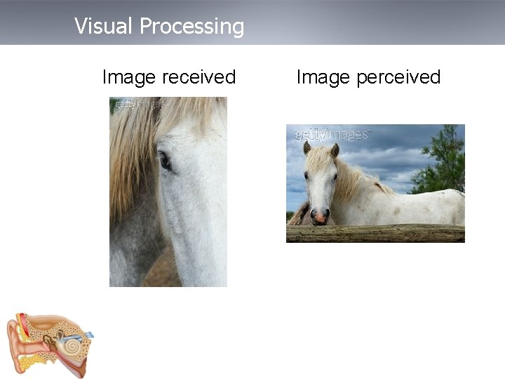 Visual Processing Image received Image perceived 