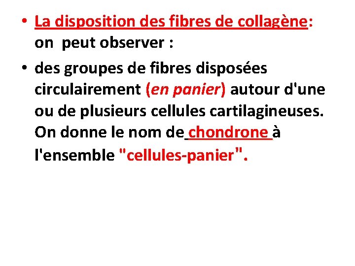  • La disposition des fibres de collagène: on peut observer : • des