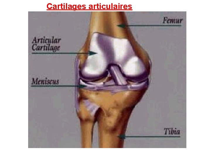 Cartilages articulaires 