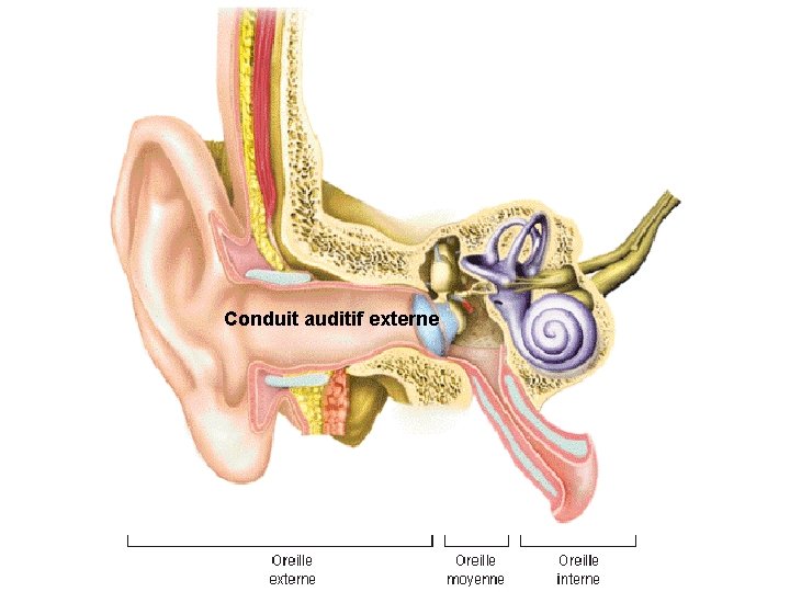 Conduit auditif externe 