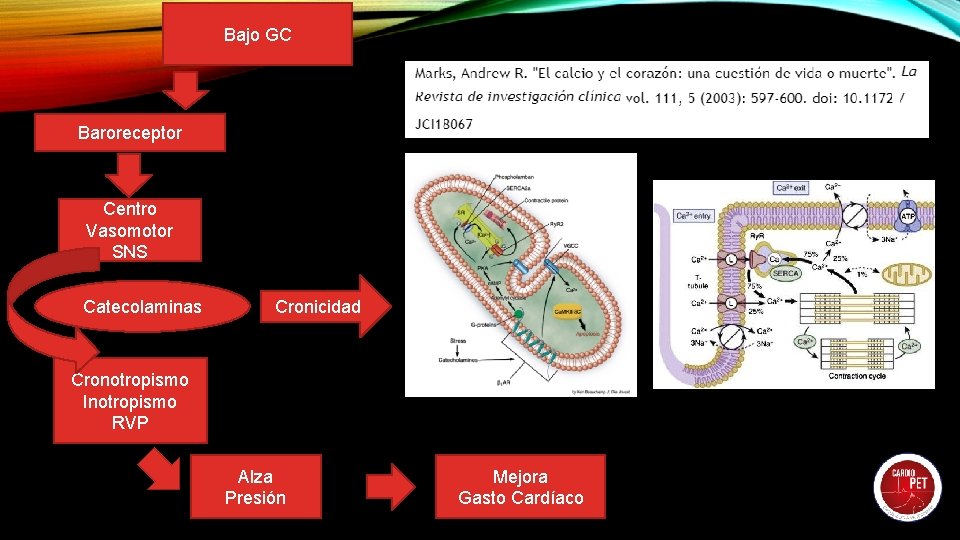 Bajo GC Baroreceptor Centro Vasomotor SNS Catecolaminas Cronicidad Cronotropismo Inotropismo RVP Alza Presión Mejora