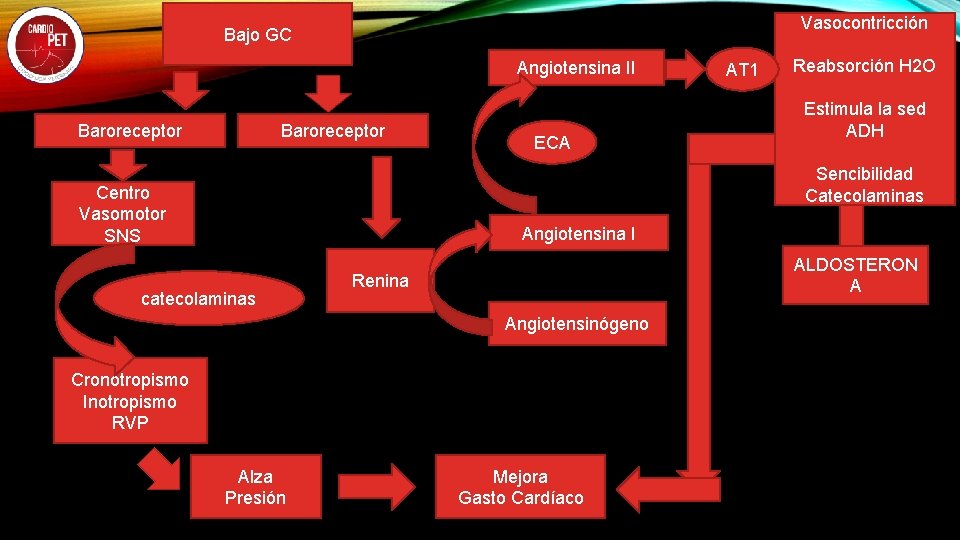 Vasocontricción Bajo GC Angiotensina II Baroreceptor ECA AT 1 Reabsorción H 2 O Estimula